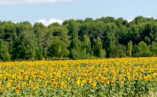 I know of no happier sight than sunflower fields, so I smiled my way from Provence to Dijon along two-lane roads dotted with sunflowers and vineyards. Caption and photo by Aysha Griffin.