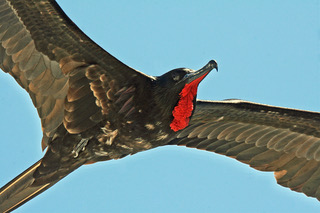 Frigate Bird in Flight.jpeg