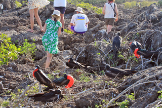 Navighating the rocks and Frigate  Birds.jpeg