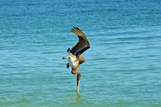 Pelican Diving.jpeg