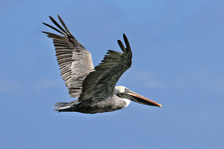 Pelican in Flight.jpeg