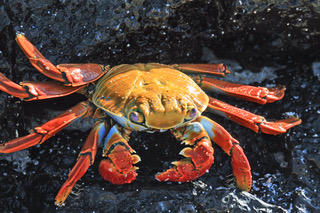 Sally Lightfoot Crab.jpeg