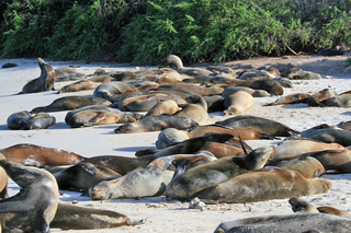 Seals on Santa Fe Beach.jpeg