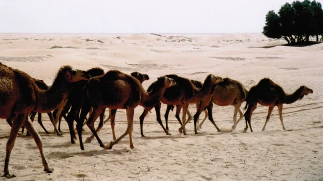 Kismet On A Tunisian Dune