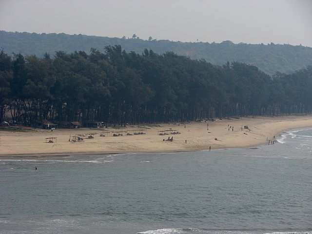 A Bovine Travel Tale From Goa
