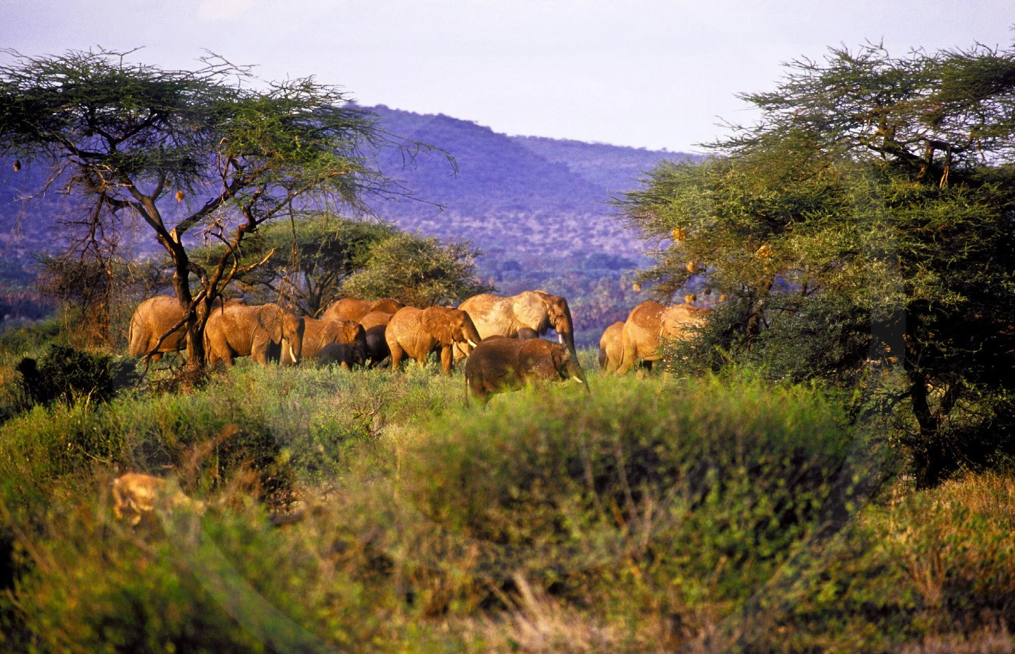 Kenya: Rules of the Wild