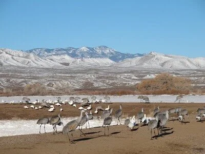 The Bosque Is For The Birds