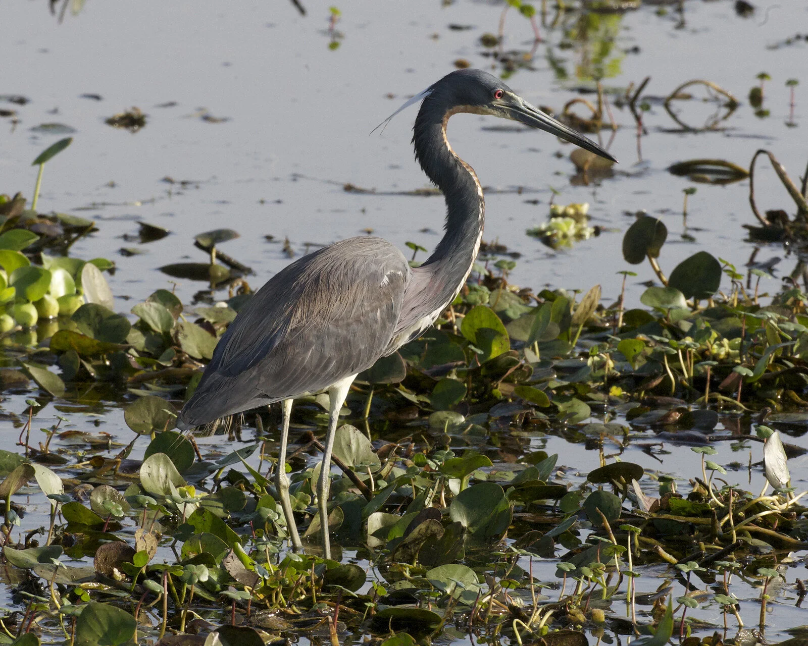 Travel Is For The Birds