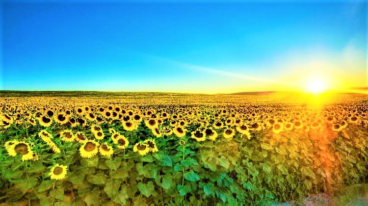 4 Sunflowers (best).jpg