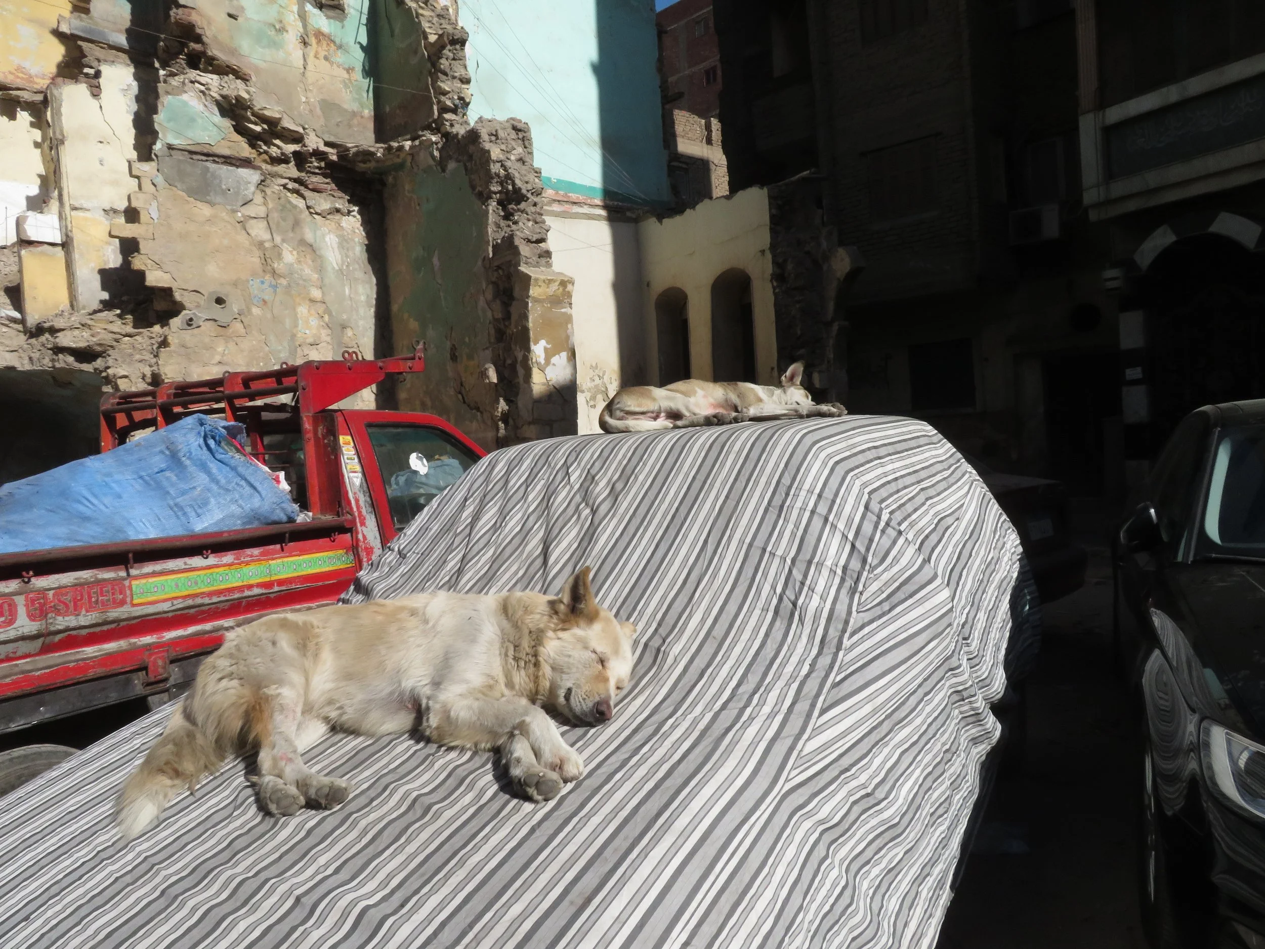 napping street dogs on truck.JPG