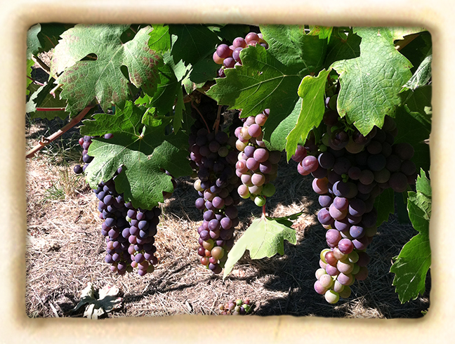 Vineyard-slide2.jpg