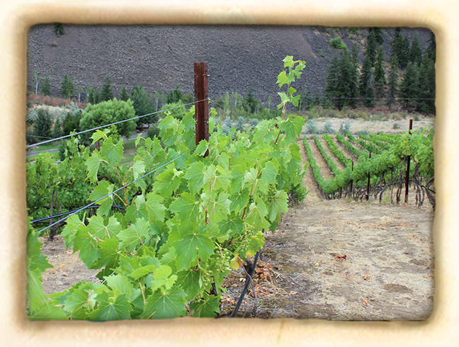 Vineyard-slide4.jpg