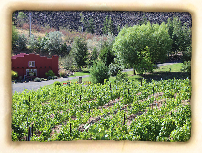 Vineyard-slide5.jpg