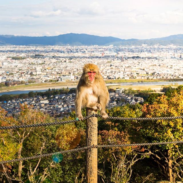 How is this for a view?&nbsp;&nbsp;What a lucky monkey. We visited the monkey park in Arashiyama, Kyoto. It was a completely different experience to the crazy monkeys in Bali. Honestly, it was no surprise that even Japanʻs monkeys are well behaved. T