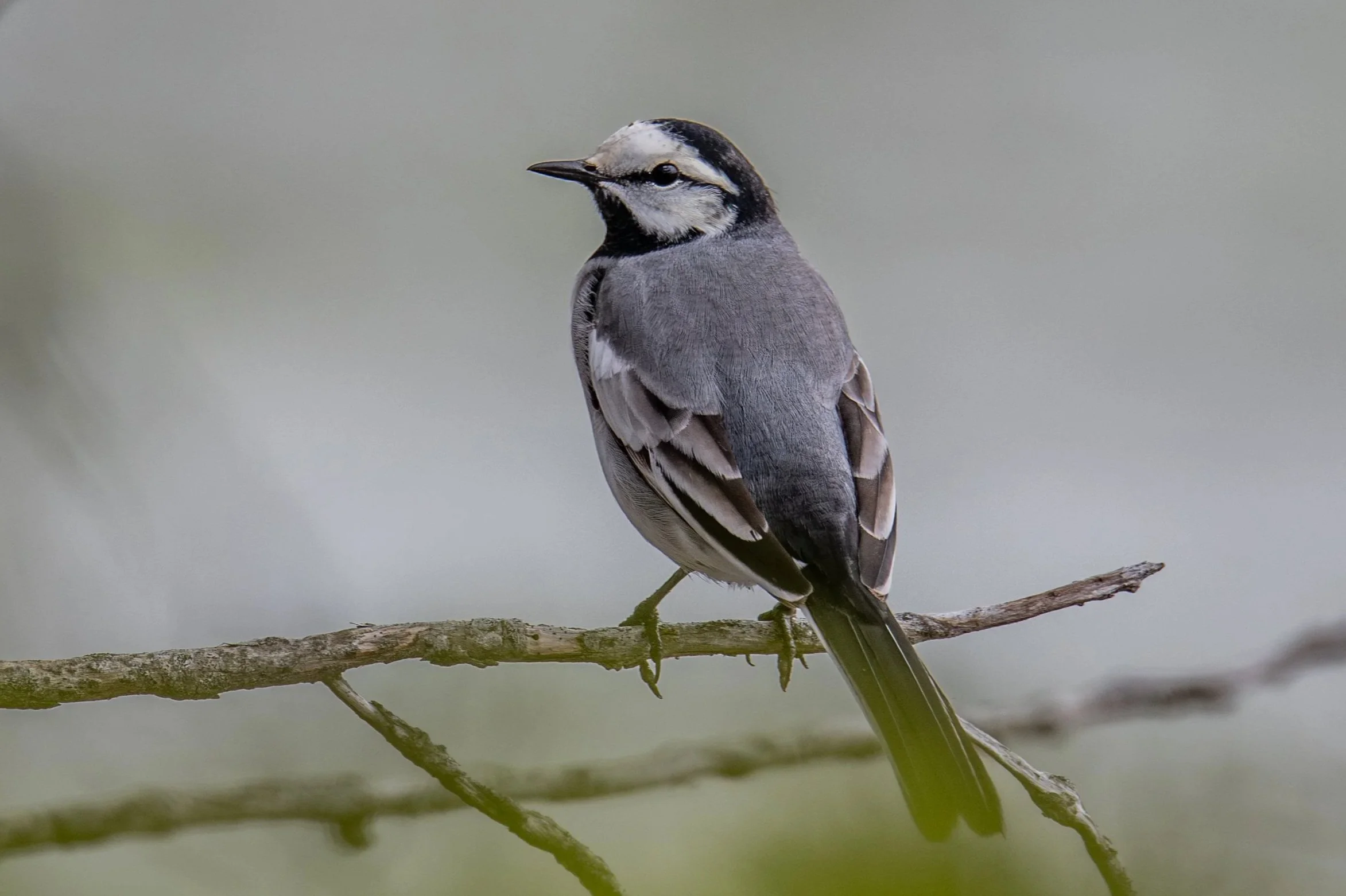 White Wagtail (Motacilla alba).jpg