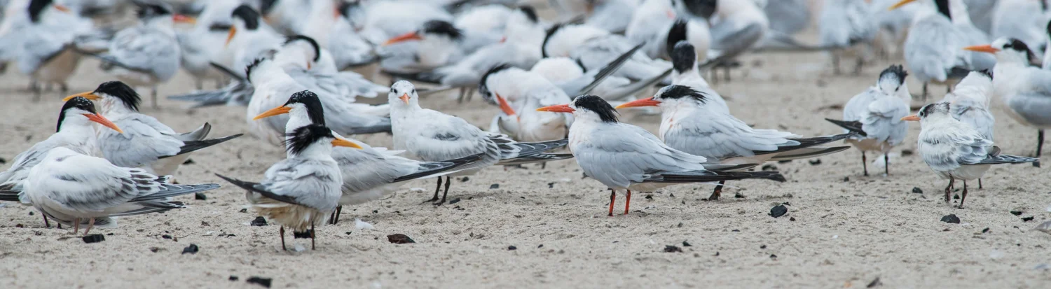 Terns