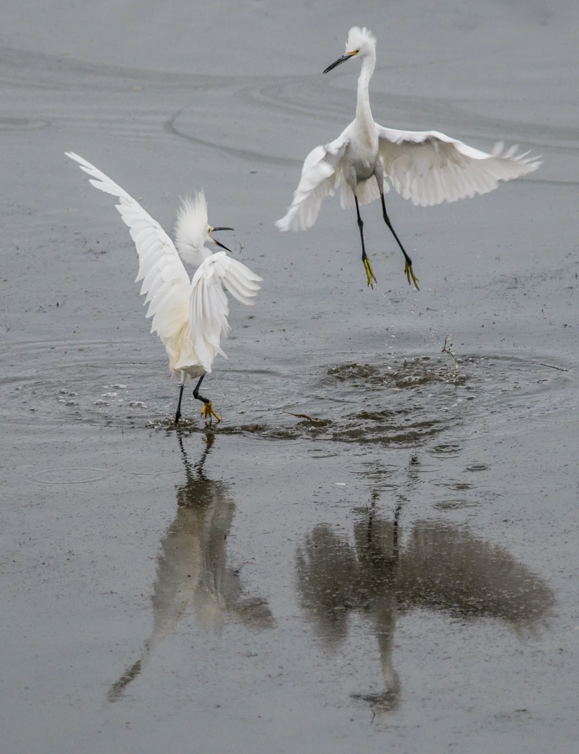 Snowy Egret (Egretta thula) Setting: 500mm, f/4.8, 1/500s, ISO1400, VR on
