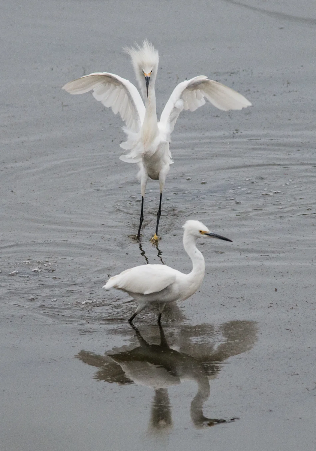Snowy Egret (Egretta thula) Setting: 500mm, f/4.8, 1/500s, ISO1400, VR on