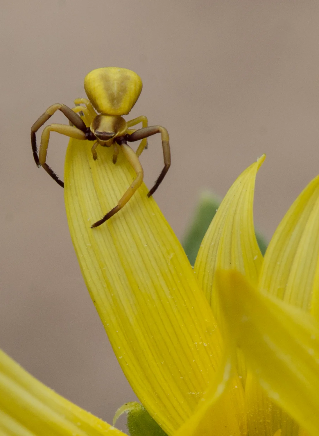 Crab Spider Setting: 105mm, f/14.0, 1/160s, ISO400 Condition: Sunny in shade, 6-21-14 13:55