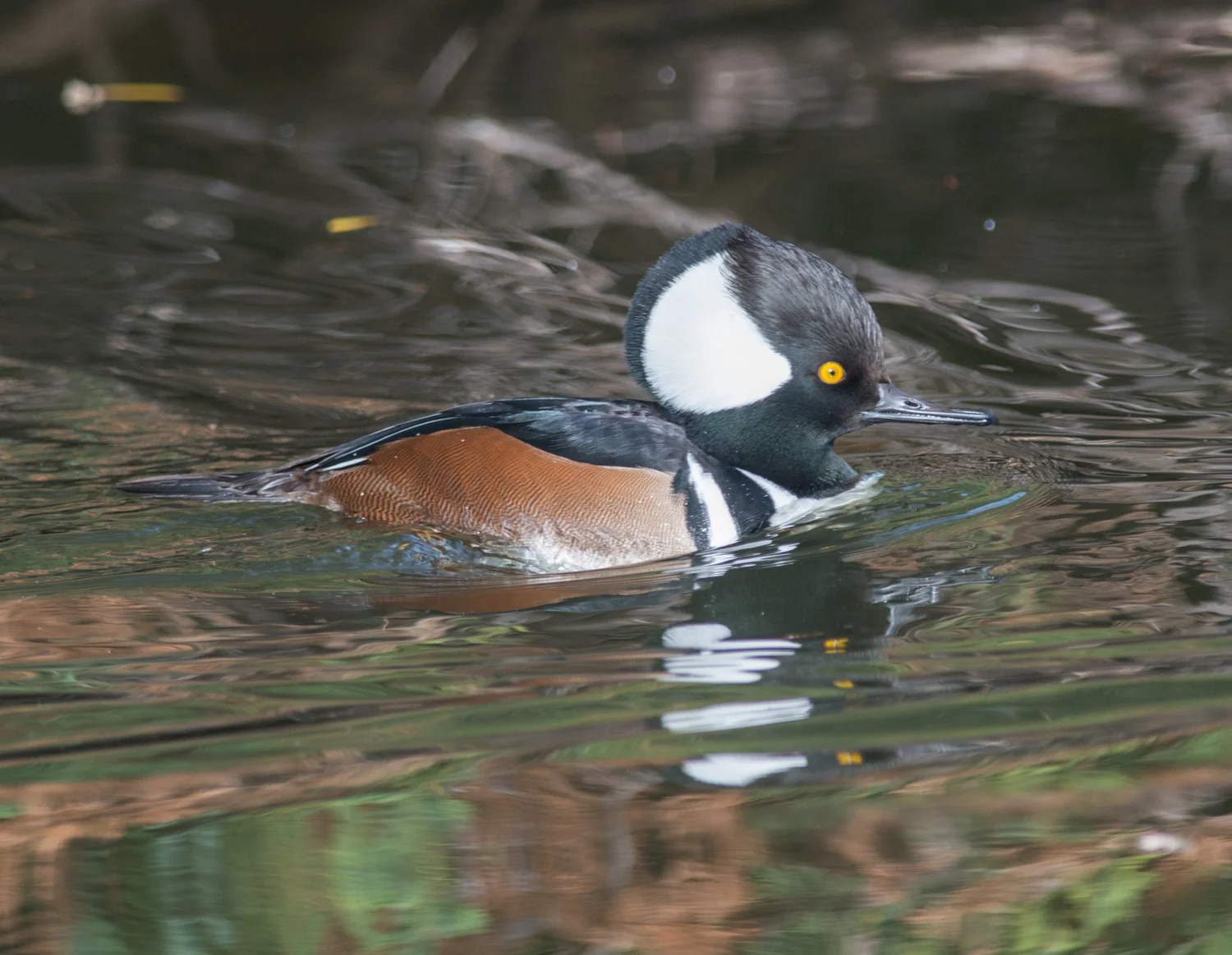 Hooded Merganser, male (Lophodytes cucullatus) Setting: 500mm, f/4.8, 1/800s, ISO360