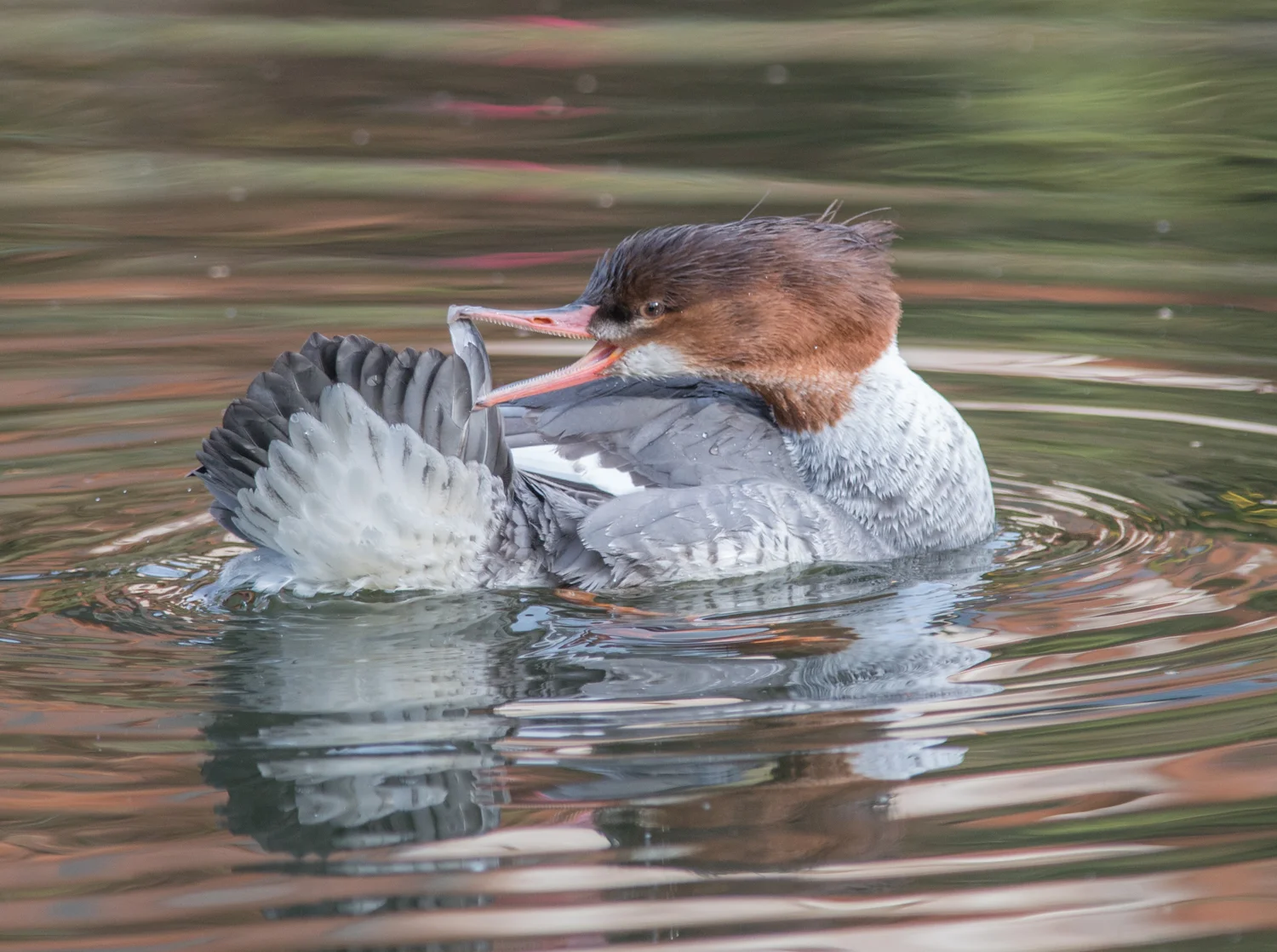 Common Merganser, female (Mergus merganser) Setting: 500mm, f/4.8, 1/800s, ISO720