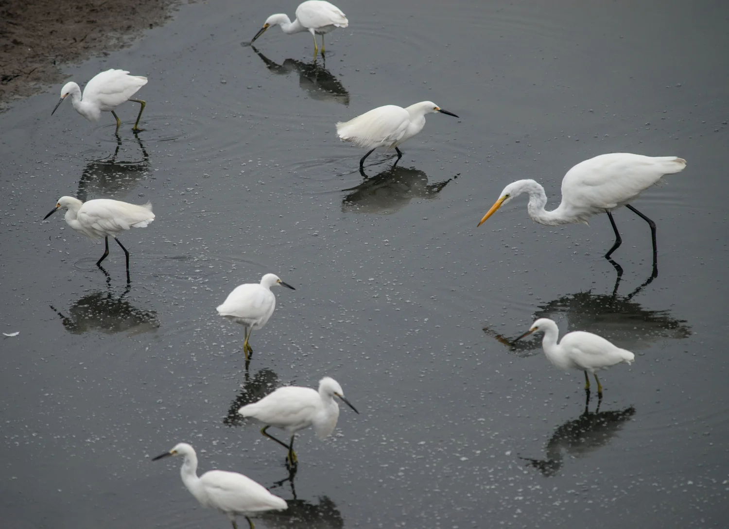 Egrets
