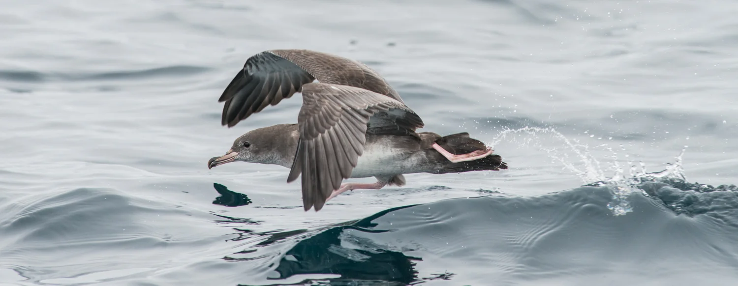 Photo of the Week 7: Pink-footed Shearwater (Puffinus creatopus) EQ: D800 f/2.8 300mm with 1.7x TC Taken: 8-16-14 16:46 Setting: 500mm, f/7.1, 1/2000s, ISO1000, VR on Condition: Very Foggy, Calm Seas