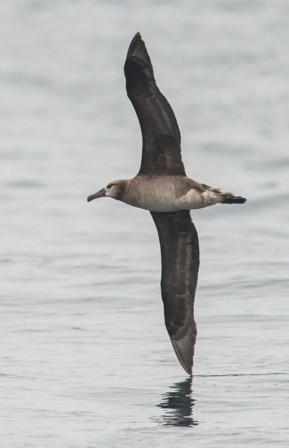 Black-footed Albatross (Phoebastria nigripes) Setting: 500mm, f/6.3, 1/2500s, ISO720, VR on Taken: 8-16-14 12:03