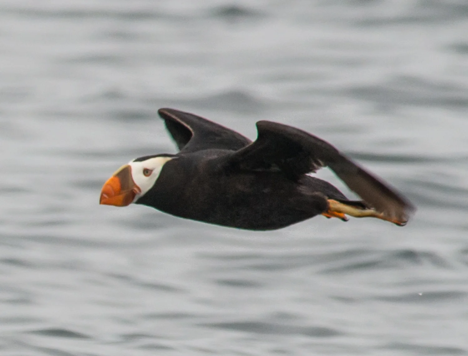 Tufted Puffin (Fratercula cirrhata) Setting: 500mm, f/7.1, 1/2500s, ISO640, VR on Taken: 8-16-14 16:21