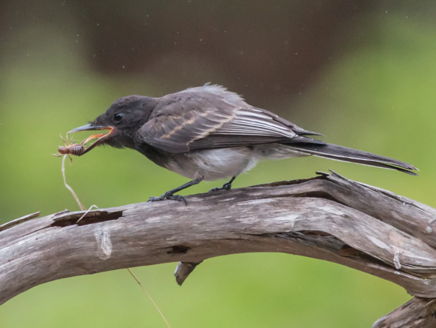 Photo of the Week 8: Black Phoebe (Sayornis nigricans) EQ: D800 f/2.8 300mm with 1.7x TC Taken: 8-29-14 8:18 Setting: 500mm, f/4.8, 1/640s, ISO1600 Condition: Light Fog