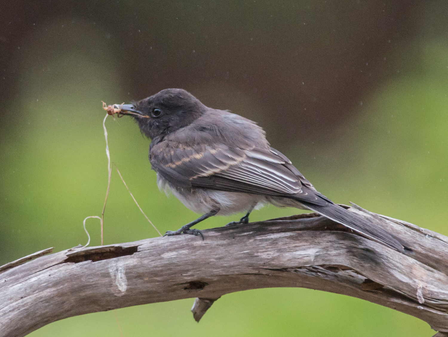 Setting: 500mm, f/4.8, 1/640s, ISO1600 Taken: 8-29-14 8:18