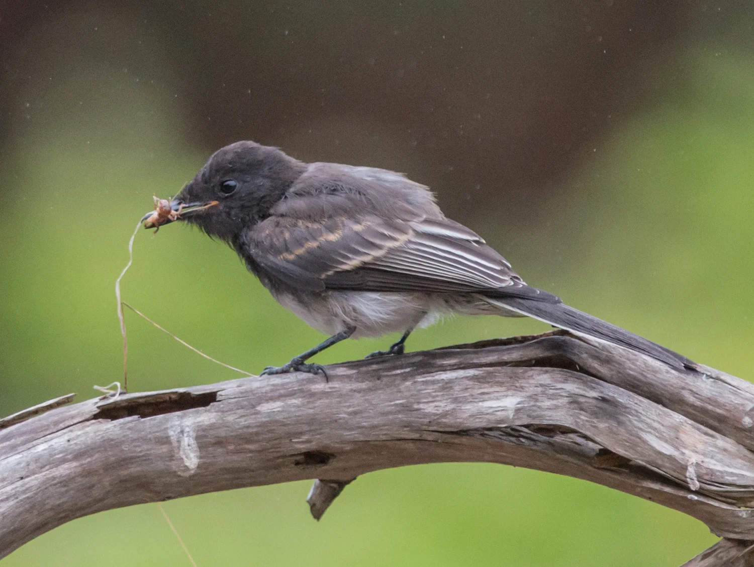 Setting: 500mm, f/4.8, 1/640s, ISO1600 Taken: 8-29-14 8:18