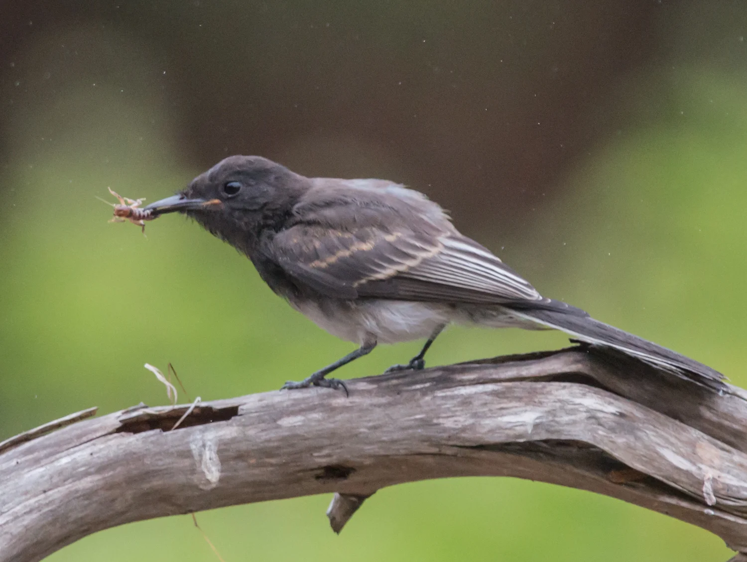 Setting: 500mm, f/4.8, 1/640s, ISO1600 Taken: 8-29-14 8:18
