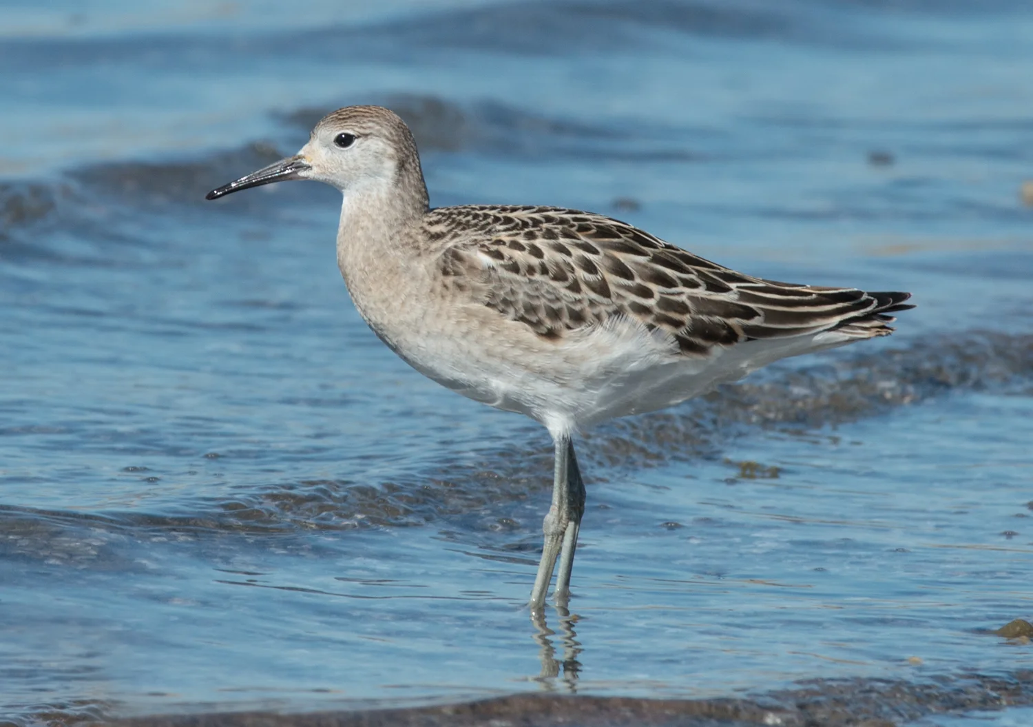 Photo of the Week 11: Ruff (Philomachus pugnax), immature and possibly female EQ: D800 f/4 70 to 200mm with 1.4x TC Taken: 9-17-14 15:35 Setting: 280mm, f/10, 1/800s, ISO360 Condition: Full Sun