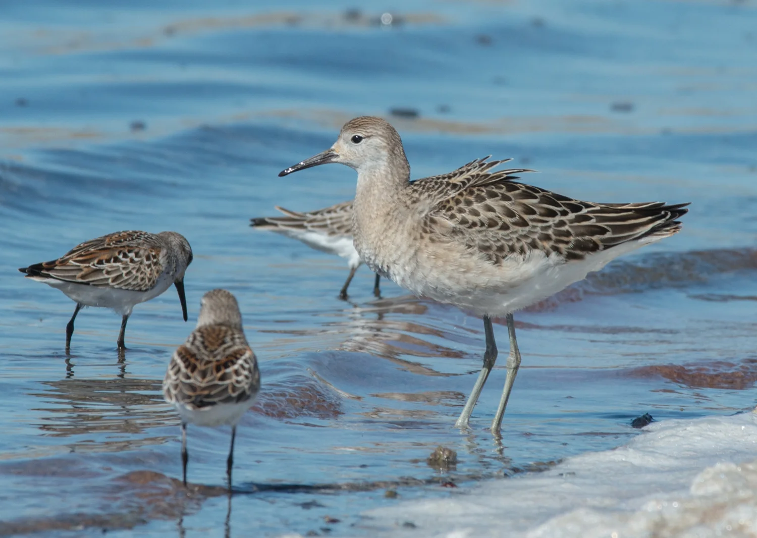 Ruff with Western Sandpipers Setting: 280mm, f/10, 1/800s, ISO360