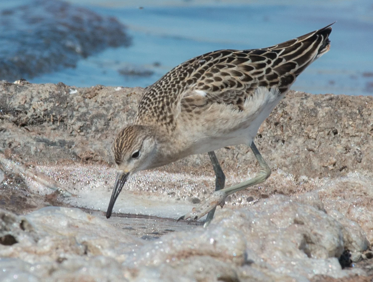 Ruff Setting: 280mm, f/10, 1/800s, ISO360