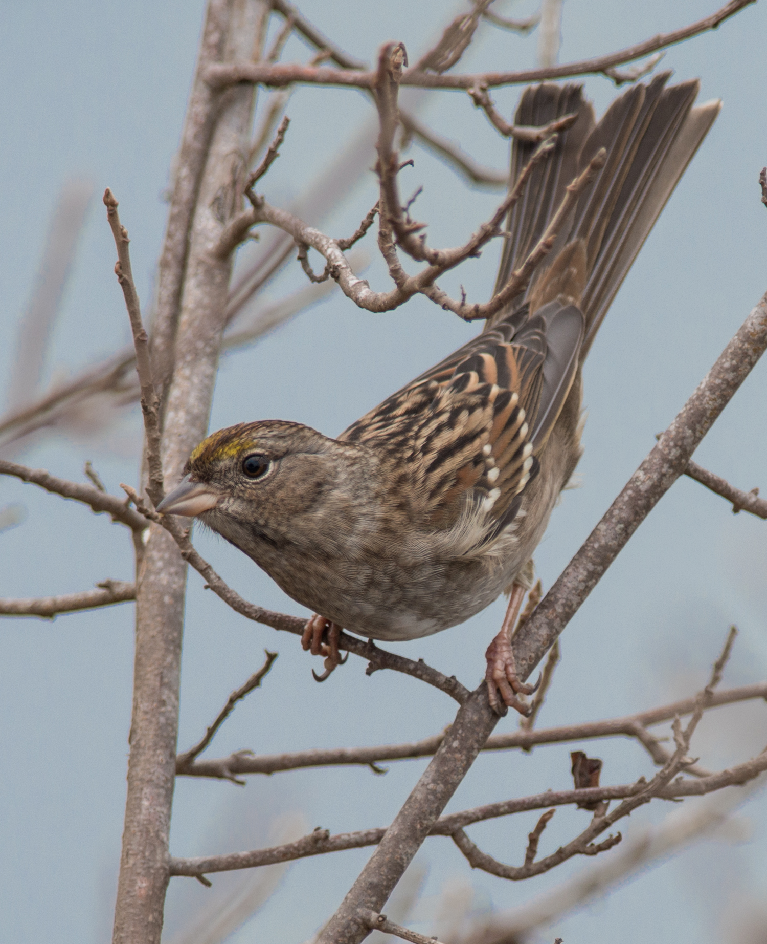 Photo of the Week 12: Golden-crowned Sparrow (Zonotrichia atricapilla) EQ: D800 f/2.8 300mm with 1.7x TC Taken: 9-28-14 11:38 Setting: 500mm, 1/640s, f/4.8, ISO320 Condition: Clouds and fog