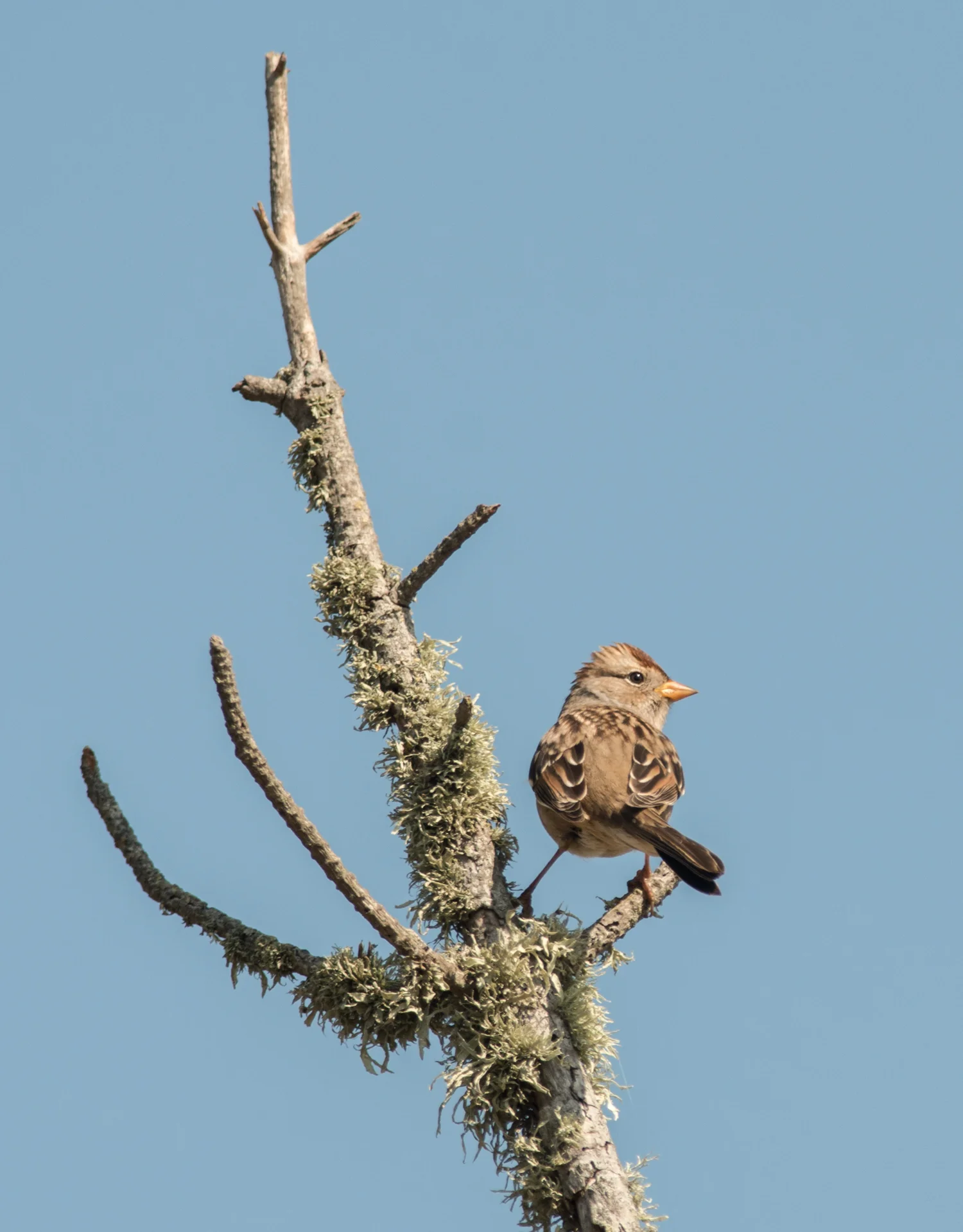 White-crowned Sparrow, immature (Zonotrichia leucophrys) 500mm, 1/1600, f/5.6 , ISO400 9-19-14 10:46 Sunny