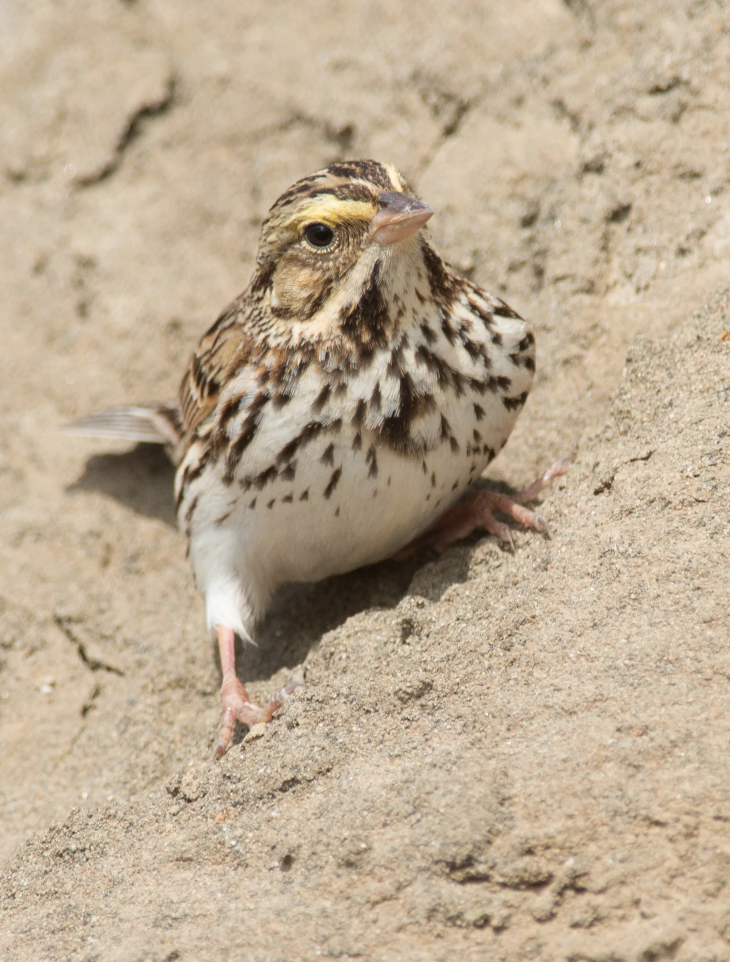 Savannah Sparrow (Passerculus sandwichensis) 500mm, 1/800, f/6.3 , ISO250 1-4-14 11:27 Sunny
