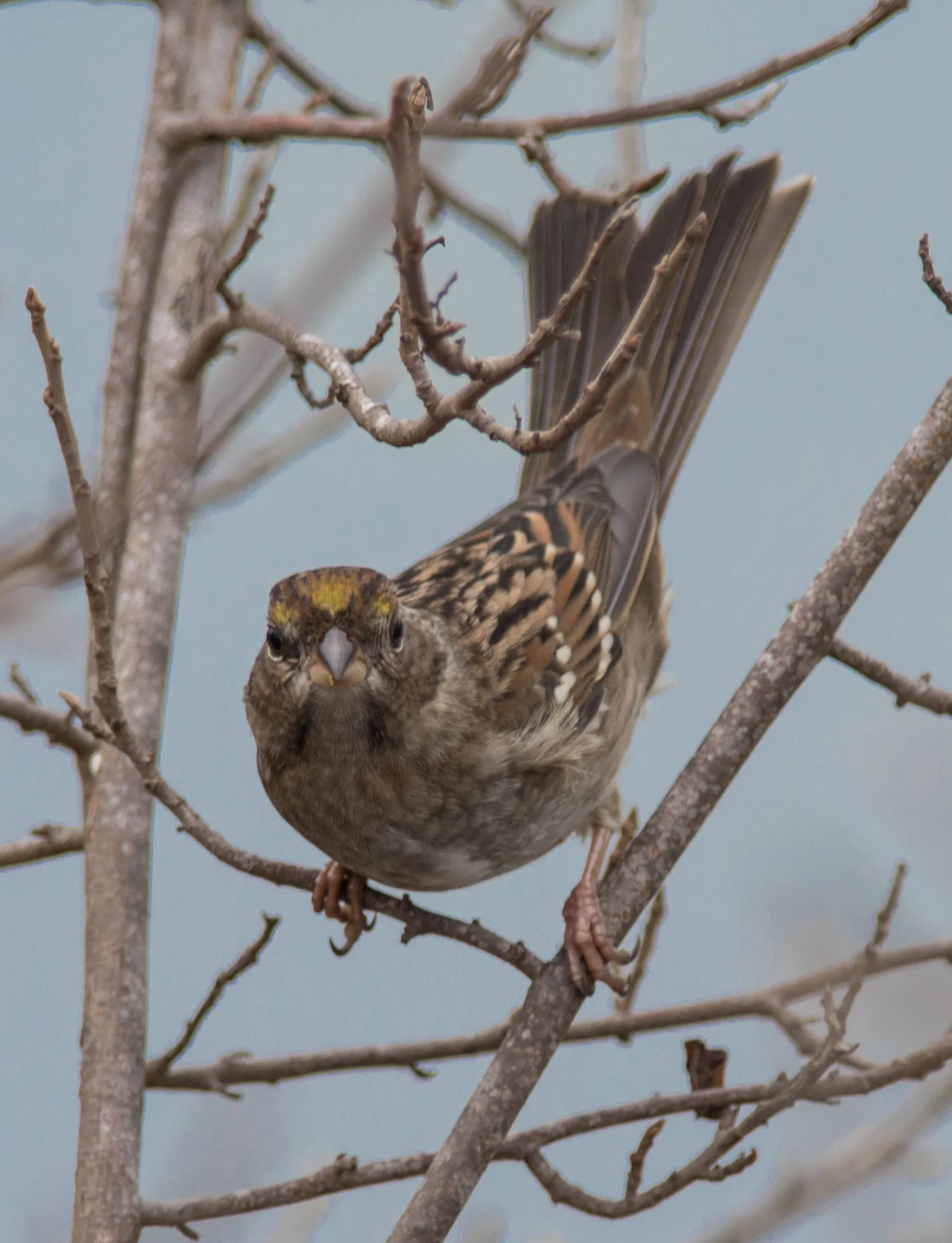 Sparrows Return