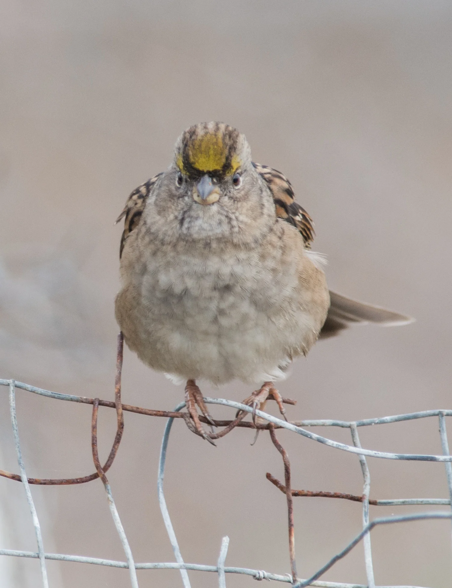 Golden-crowned Sparrow (Zonotrichia atricapilla) 500mm, 1/1000, f/5.6 , ISO900 10-09-14 10:38 Overcast