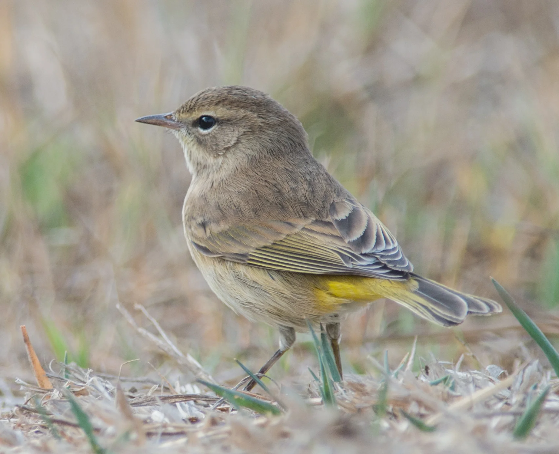Palm Warbler (Setophaga palmarum), Antonelli Pond, SCZ (CA)