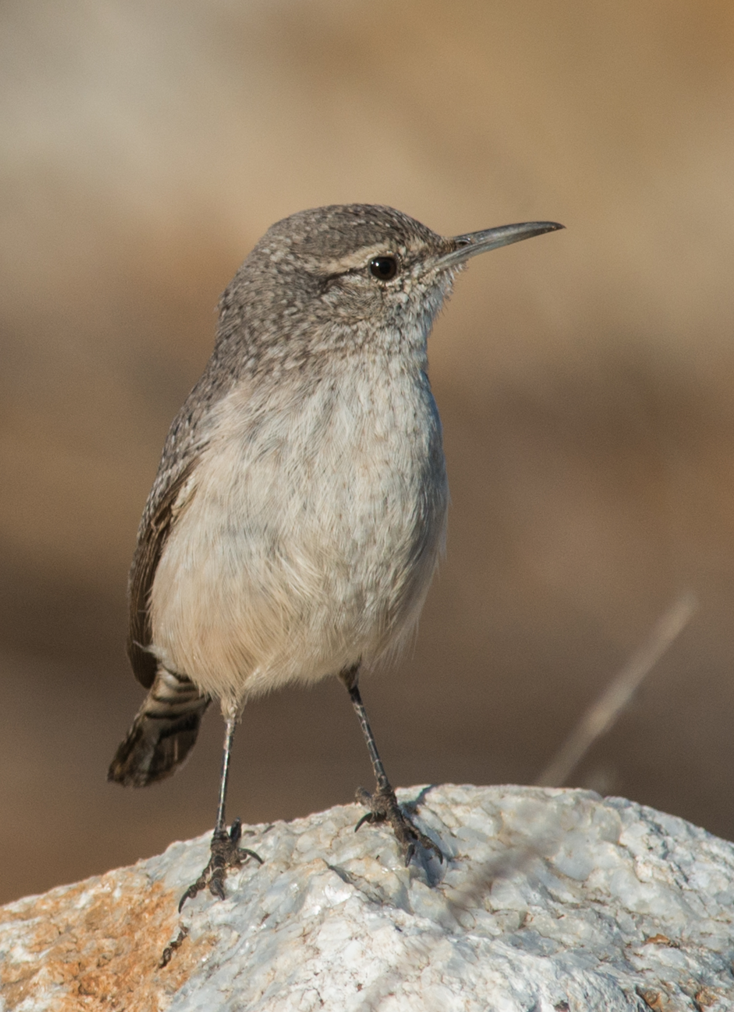 500mm, 1/1000, f/8.0 , ISO250