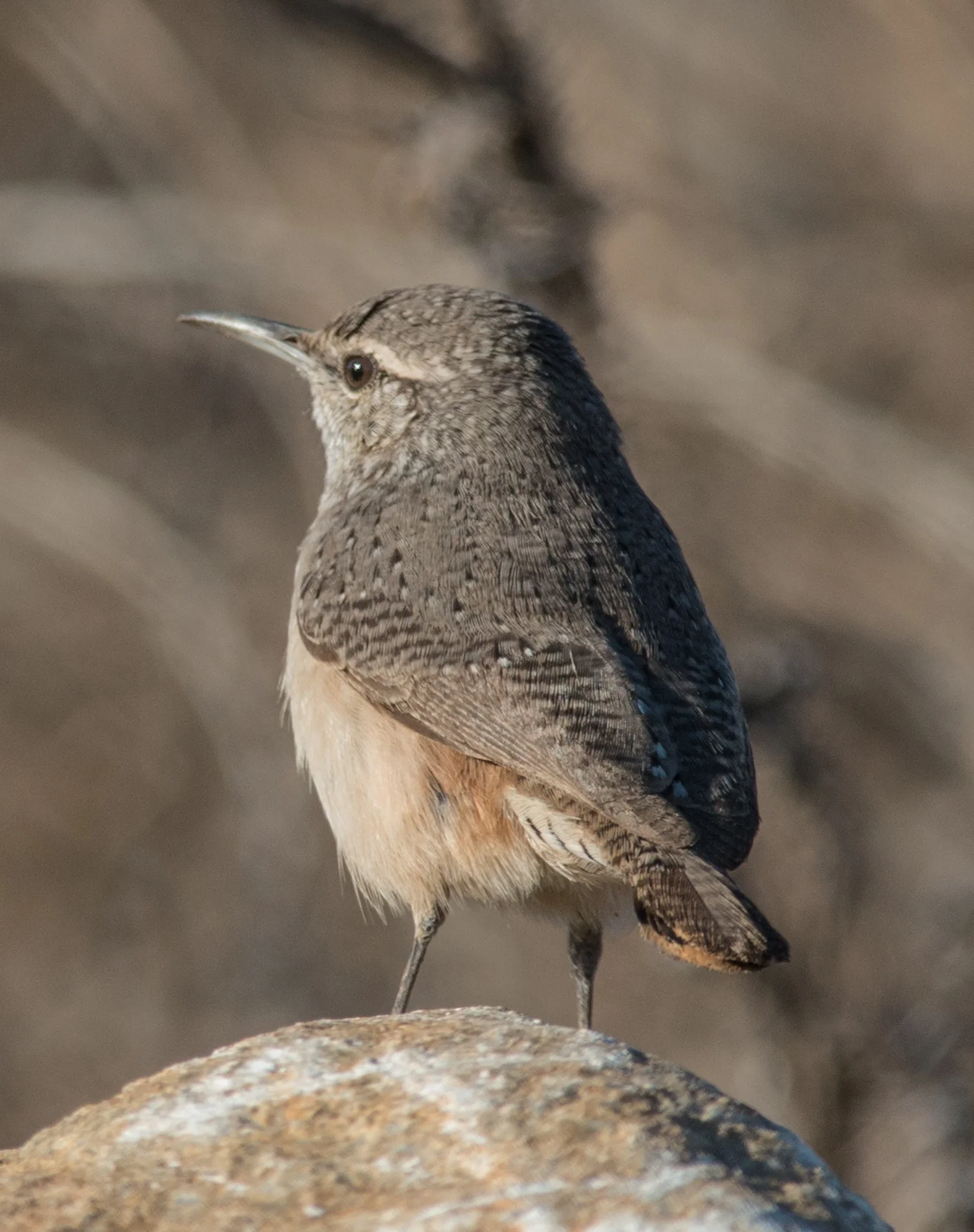 500mm, 1/1000, f/8.0 , ISO640