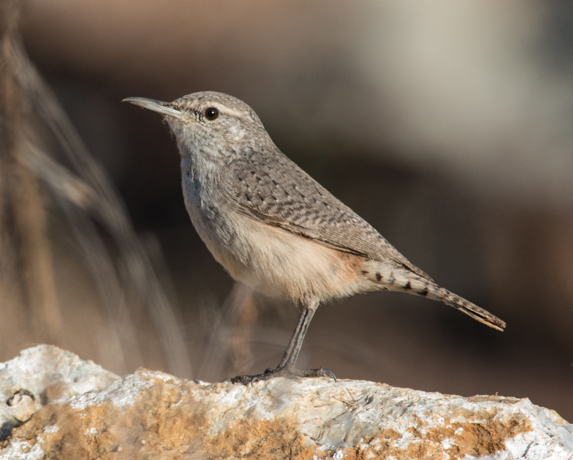 Rock Wren