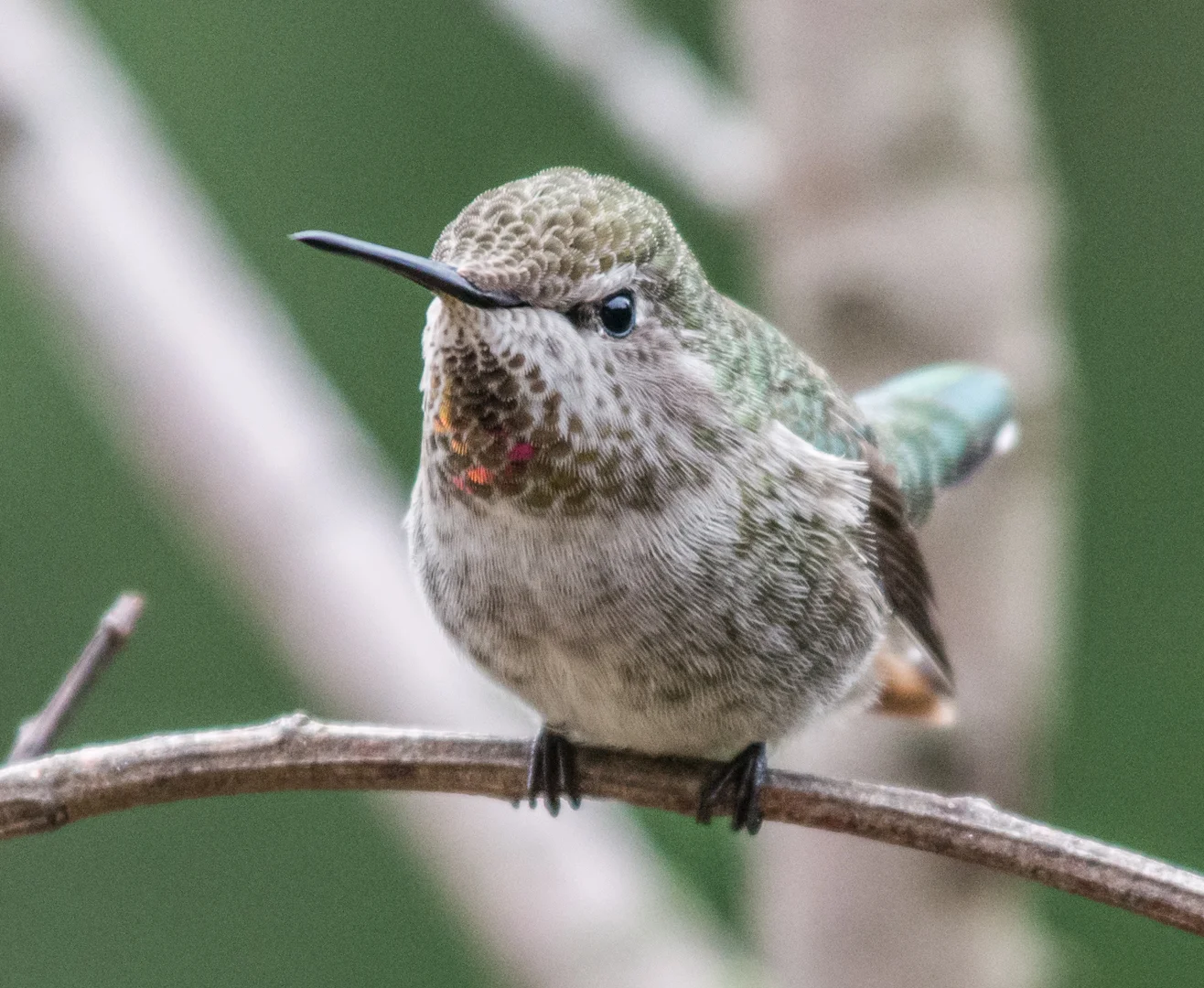 Photo of the Week 15: Anna's Hummingbird, female (Calypte anna) EQ: D7100 f/4 70-200mm with 1.4x TC Taken: 11-22-14 13:29 Setting: 420mm, 1/640s, f/5.6, ISO1600 Condition: Clouds and in shade