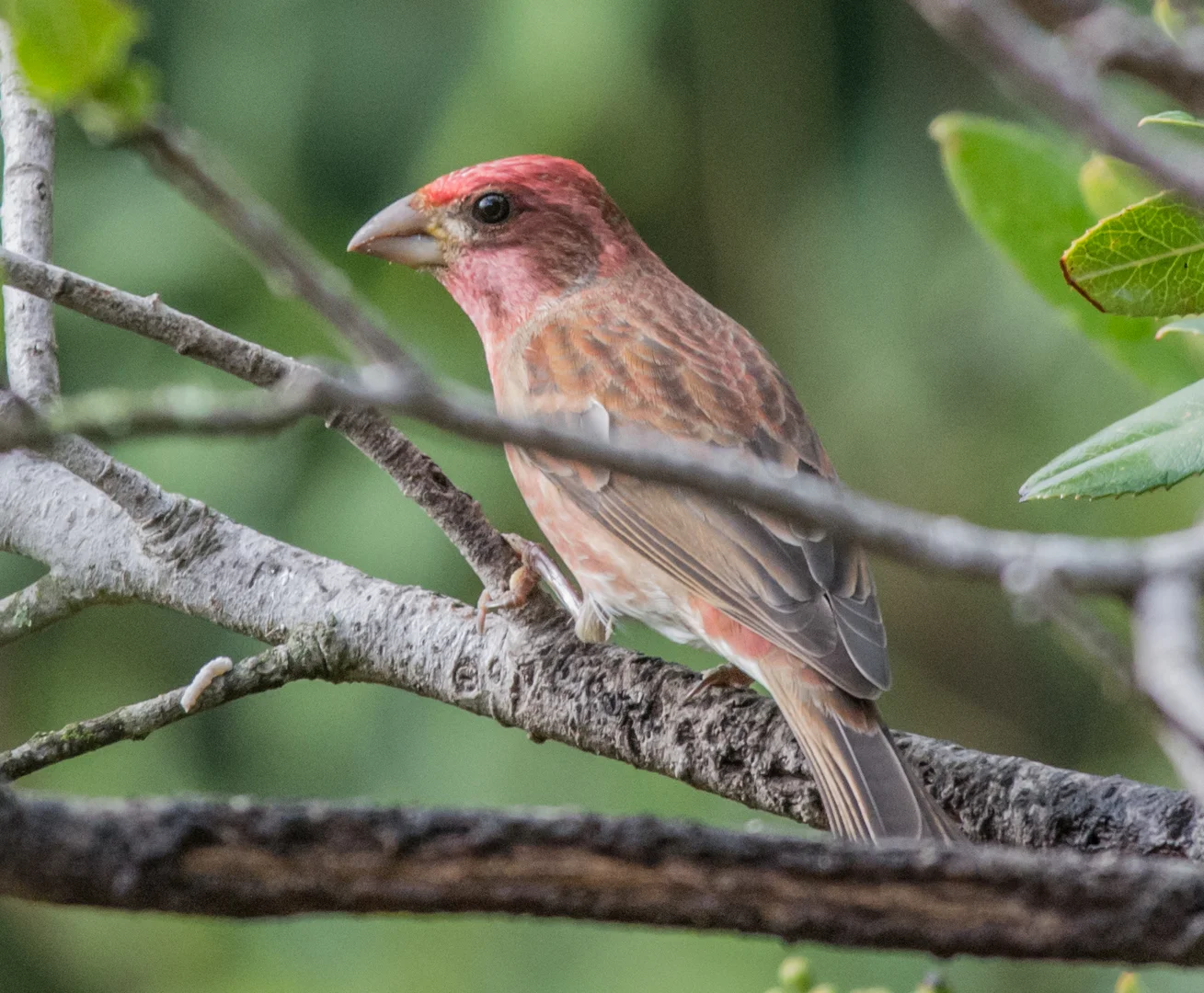 Purple Finch (Carpodacus purpureus) 420mm, 1/640, f/7.1 , ISO1400