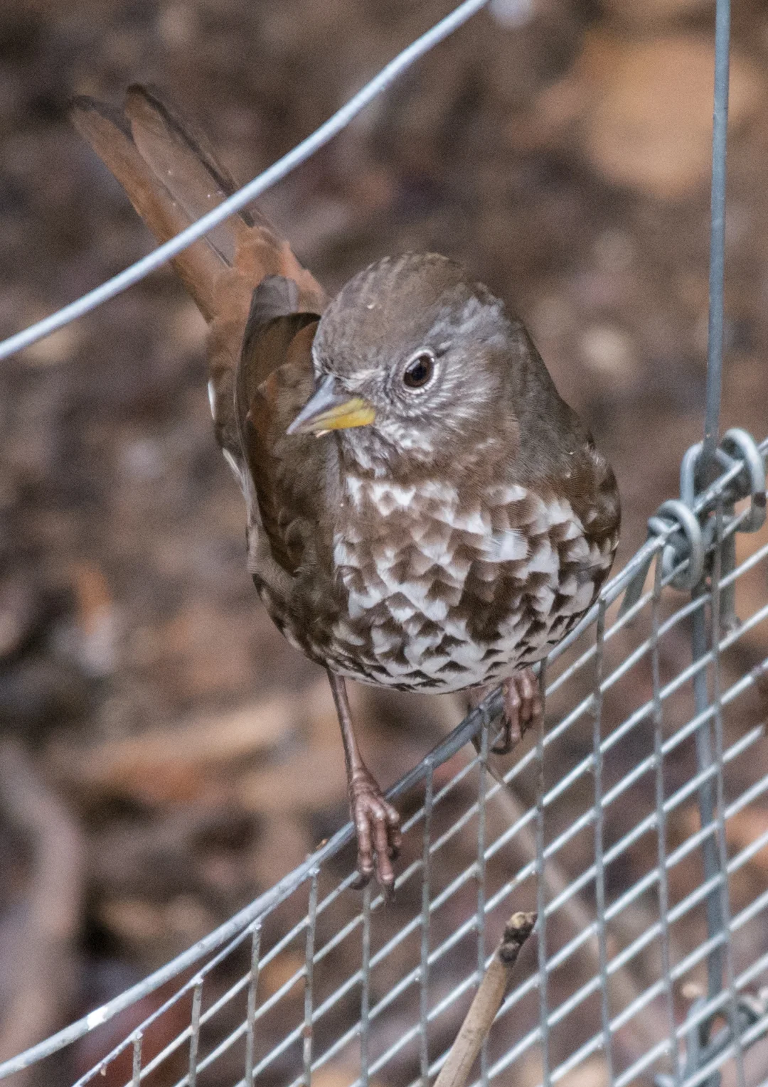 Fox Sparrow, Sooty (Passerella (iliaca) unalaschcensis) 420mm, 1/640, f/5.6 , ISO1600