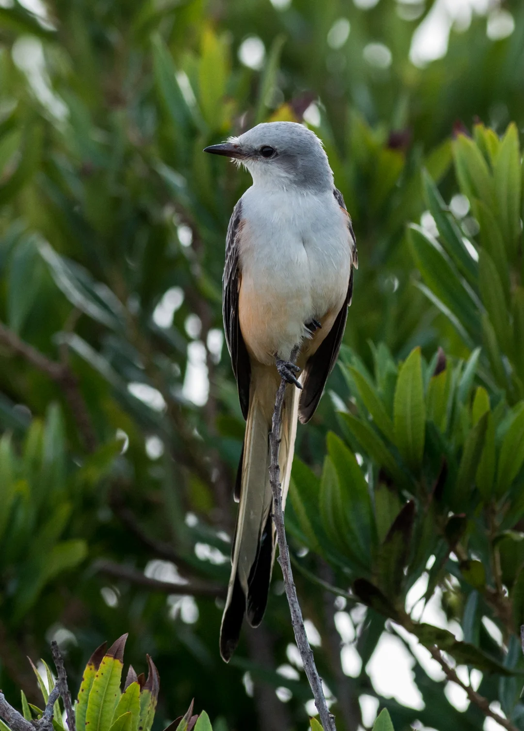 Featured Photo 16: Scissor-tailed Flycatcher (Tyrannus forficatus) EQ: D800 f/2.8 300mm Taken: 12-06-14 12:25 Setting: 300mm, 1/2000s, f/5.0, ISO1000 Condition: Partial Clouds, storm ending