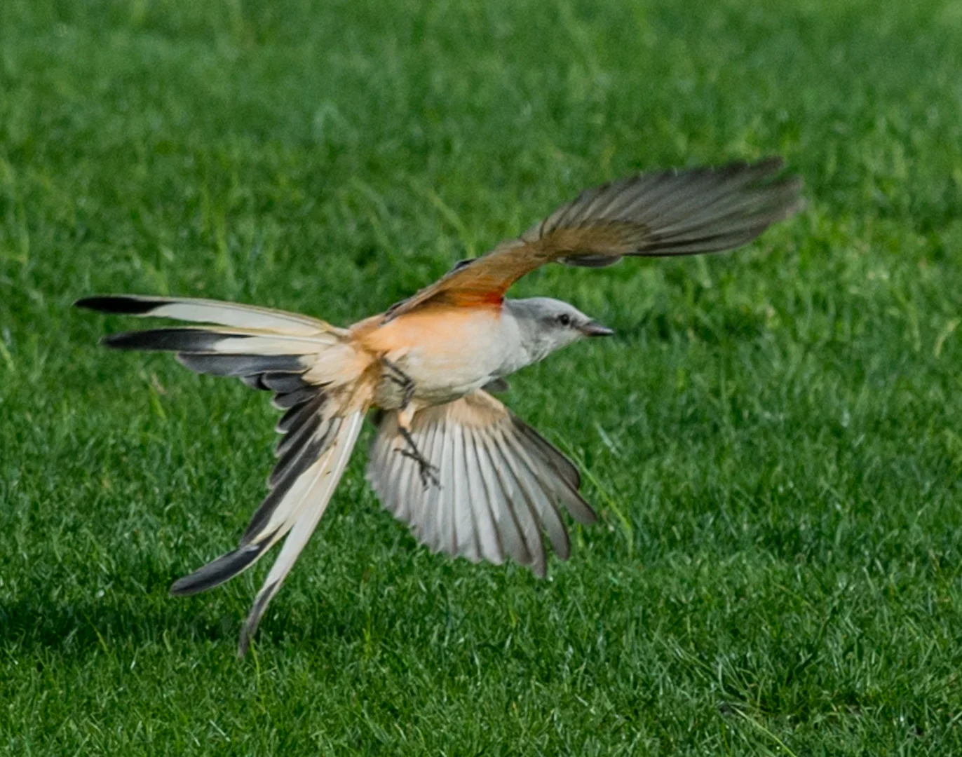 D800, 300mm, 1/2000s, f/5.0, ISO125